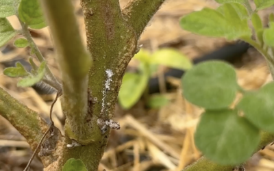 White Mold. Spotting It & What To Do.